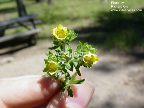 cinquefoil, silvery